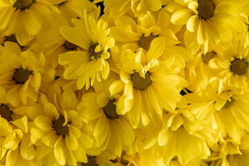 Yellow chrysanthemum flowers. Flower close-up. Floral flowers background.