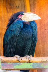 シワコブサイチョウ
