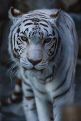 ホワイトタイガー