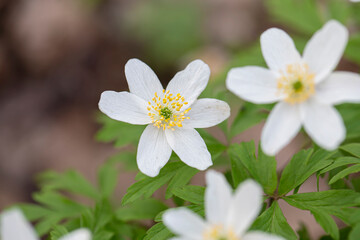 Obraz na płótnie Canvas Gently white small flowers close-up on a green background.
