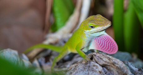 Reproduction ritual for a gecko