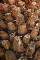 Close up date palm tree trunk texture in a sunny day.