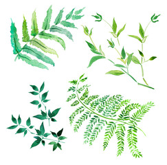 Plants, fern, green plant, herb, grass, greenery, green leaves, watercolor illustration , branches