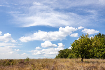 A colorful low angle shot of a Dutch landscape with grass, heather, trees and blue sky with clouds