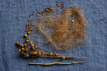 Fibers of natural uncolored flax, tow. Flax seeds pods. Blue linen canvas. Growing demand for...