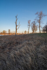landscape with trees