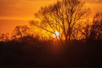 sunset in the woods