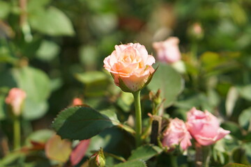 beautiful rose blooming in the sun