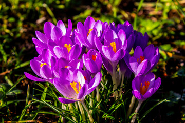 Purple crocus flower close-up with grass around it