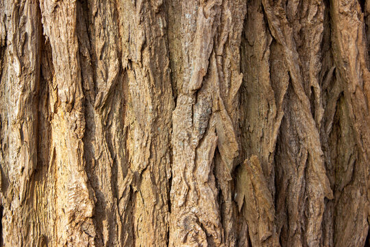 Tree bark of a regular European tree