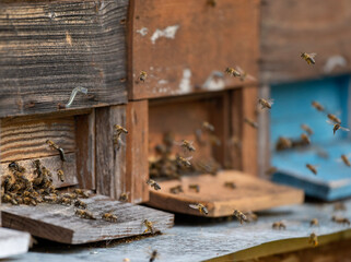 Beekeping 