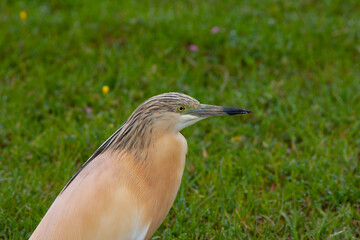 big water bird on grass, Squacco Heron, Ardeola ralloides