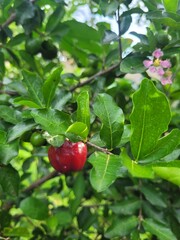 red currant berries