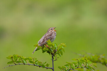 songbird in the woods, Corn Bunting, Emberiza calandra