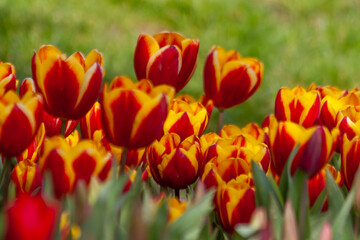 tulips of yellow and red colors