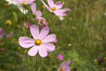 Colorful cosmos flowers bloom in the beautiful sunlight.