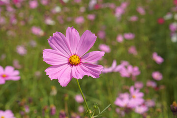 Obraz premium Colorful cosmos flowers bloom in the beautiful sunlight.