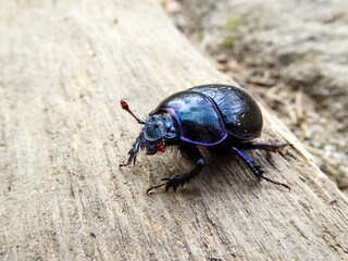 Impressive forest dung dor beetle in close-up . The beetle sits on a wooden pier . Full body portrait of animal . The antennae are sent out curiously into the air. A dung beetle insect in the forest .