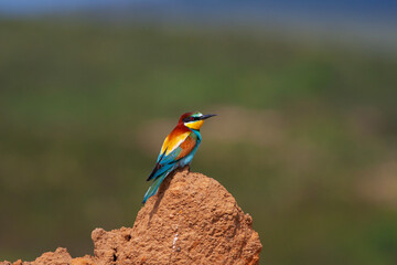 colourful bird watching around on the ground, European Bee-eater, Merops apiaster
