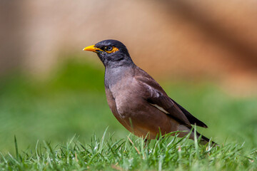 bird on the grass, Common Myna, Acridotheres tristis	