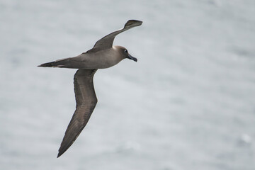 Light-mantled Albatross (Phoebetria palpebrata)
