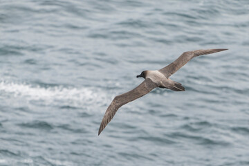 Light-mantled Albatross (Phoebetria palpebrata)