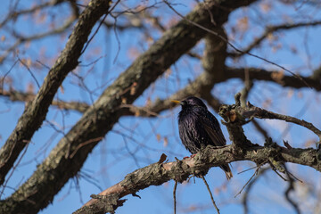 starling on the branch