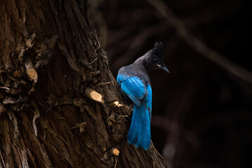 Steller's jay Blue bird wide photo