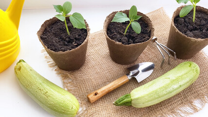 Young squash plants sowing in pots.  Planting marrow seedlings on window sill. Growing vegetables at home