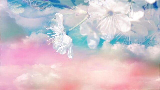 Cherry blossom tree swaying against blue sky with fast moving clouds. Conceptual fantasy scene of realistic Sakura floral pattern. Watercolor nature. Slow motion and timelapse.
