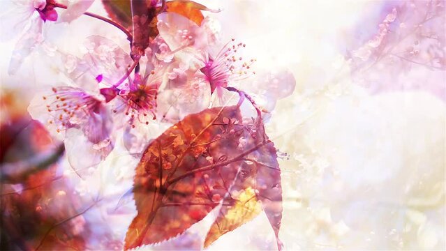 Cherry blossom branch close up against blooming tree with transparent panoramic effect. Conceptual fantasy scene of realistic Sakura floral pattern. Awesome watercolor nature. Slow motion. 
