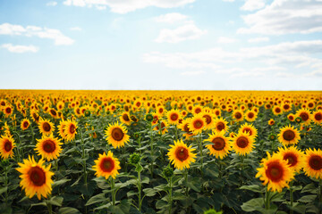Sunflower field. Close up of sunflower on farm. Rural landscape.