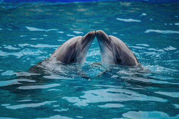 Couple of dolphins dancing in blue water