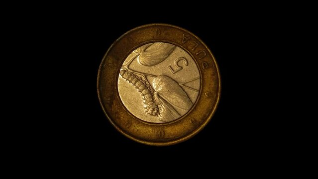 Rotating reverse of bimetallic Botswana coin 5 pula with image of a caterpillar, isolated in black background. 4k video.
