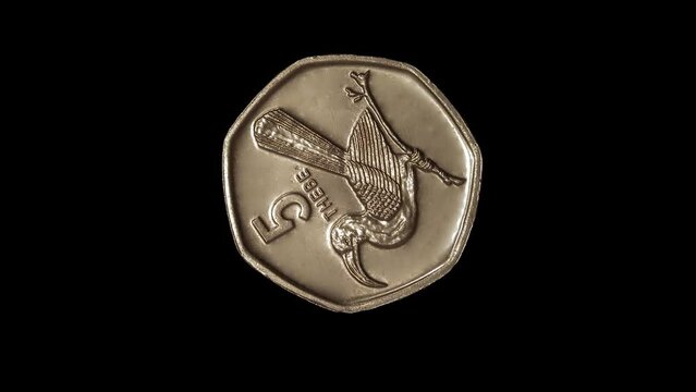 Rotating reverse of Botswana coin 5 thebe with image of a bird, isolated in black background. 4K video.