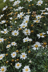 Field of chamomile flowers