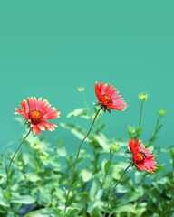 Obraz na płótnie Canvas Floral background concept with copy space. Red gaillardia flowers isolated on green background