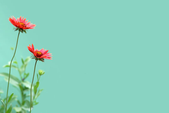 Mothers Day floral greeting card concept with copy space. Red gaillardia flowers isolated on green background.