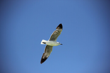 seagull in flight