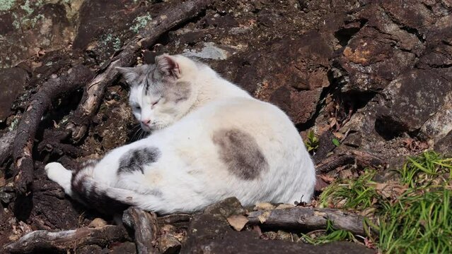 のんびり過ごしている可愛い野良猫
