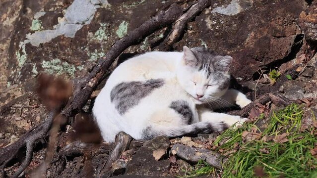 のんびり過ごしている可愛い野良猫