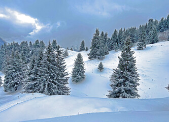 Picturesque canopies of alpine trees in a typical winter atmosphere after the winter snowfall above the tourist resorts of Valbella and Lenzerheide in the Swiss Alps - Canton of Grisons, Switzerland
