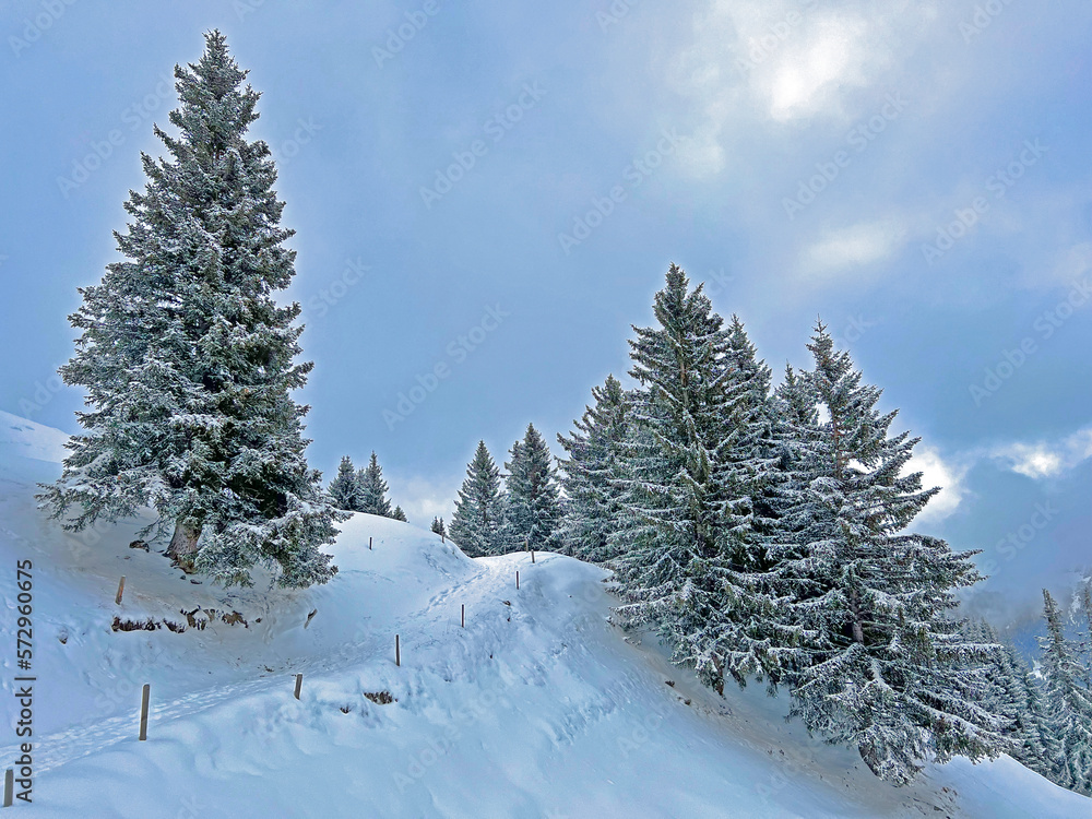 Wall mural picturesque canopies of alpine trees in a typical winter atmosphere after the winter snowfall above 