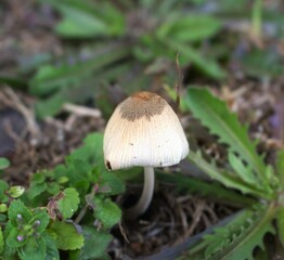 Magic mushroom in February.