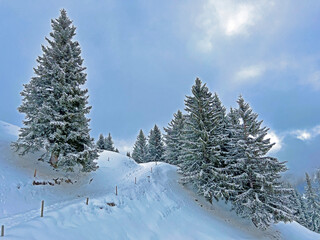 Picturesque canopies of alpine trees in a typical winter atmosphere after the winter snowfall above the tourist resorts of Valbella and Lenzerheide in the Swiss Alps - Canton of Grisons, Switzerland