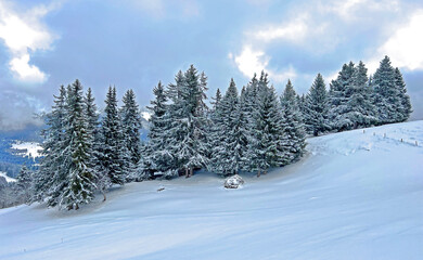Picturesque canopies of alpine trees in a typical winter atmosphere after the winter snowfall above the tourist resorts of Valbella and Lenzerheide in the Swiss Alps - Canton of Grisons, Switzerland