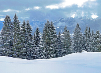 Picturesque canopies of alpine trees in a typical winter atmosphere after the winter snowfall above the tourist resorts of Valbella and Lenzerheide in the Swiss Alps - Canton of Grisons, Switzerland