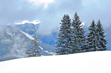Picturesque canopies of alpine trees in a typical winter atmosphere after the winter snowfall above the tourist resorts of Valbella and Lenzerheide in the Swiss Alps - Canton of Grisons, Switzerland