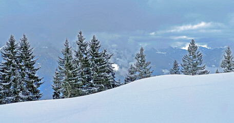 Picturesque canopies of alpine trees in a typical winter atmosphere after the winter snowfall above the tourist resorts of Valbella and Lenzerheide in the Swiss Alps - Canton of Grisons, Switzerland