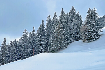 Picturesque canopies of alpine trees in a typical winter atmosphere after the winter snowfall above the tourist resorts of Valbella and Lenzerheide in the Swiss Alps - Canton of Grisons, Switzerland